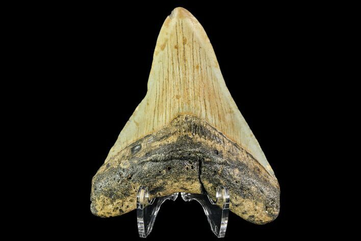 Fossil Megalodon Tooth - North Carolina #109867